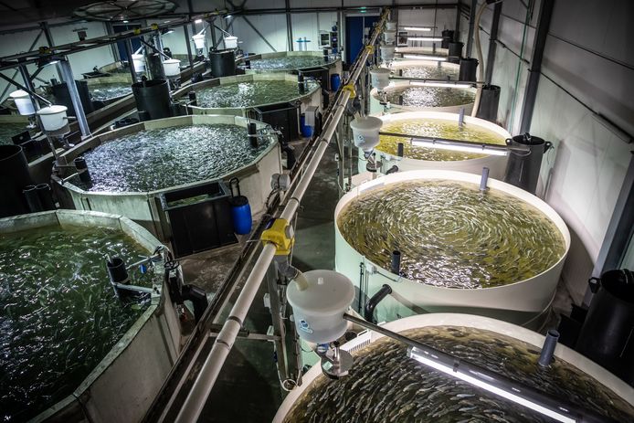 Glasvezel installeren in Zeeland bij Kingfish